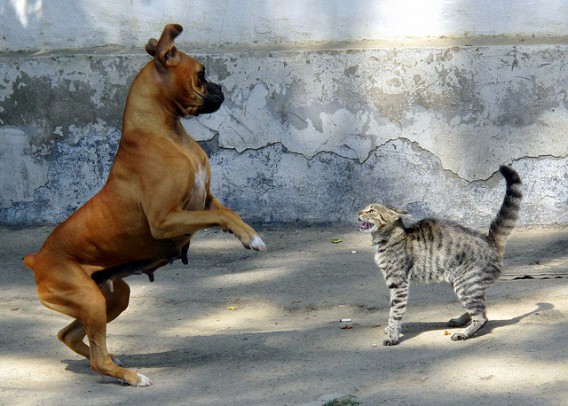 dog-and-cat