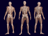 3D_Male_Skeleton_Anatomy